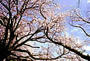 tJISԌX|bg
