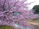 いや〜楽しみだ!今年も見にゆくぞ河津桜まつり!