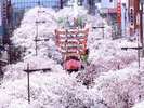 ホテル前の平和通りにて行われる、さくら祭の風景