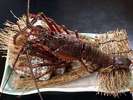 天然伊勢海老。活きの良さと身の甘味が天然の証拠!