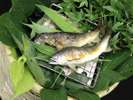 初夏の味覚【鮎の塩焼き】