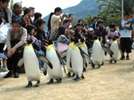 ★【プラン特典】長崎ペンギン水族館入館チケット付*写真は恒例のペンギン散歩