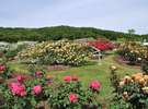 越後丘陵公園のばら園(長岡市車で約15分)