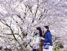 【大聖寺】界加賀から車で15分の大聖寺は知る人ぞ知る桜の名所