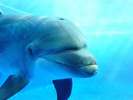 メインイベントの1つ、イルカパフォーマンス!写真提供:京都水族館(写真はイメージです。)