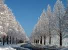 メタセコイア並木の雪景色(ホテルから車で約15分)