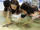【海遊館】体験エリア。”さめ肌”を体感頂けます。
