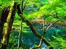 沸壺の池