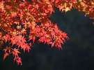 【なごみの「秋」】紅葉スポットは宿からアクセスし易い場所に点在し紅葉の鑑賞が楽しめます!
