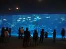 【水族館】じんべいざめ等3万点を展示 する鹿児島市の水族館です。