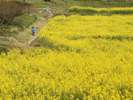 夫婦岩近くの菜の花畑