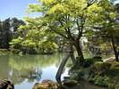 【緑鮮やかな夏の兼六園】徒歩約5分