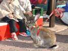 海の見えるかみね動物園で、子供達に人気のフレミッシュジャイアント。ふれ合いも体験できますよ♪