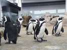 京都水族館イメージ