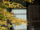 庭の紅葉