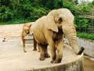 大森山動物園