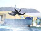 新江ノ島水族館イルカ・アシカショー「きずな/kizuna」