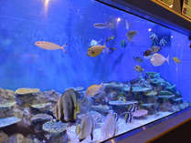 *竹島水族館/展示生物500種類以上！お客様に喜ばれるイベントを随時展示いたしております！