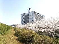 満開の桜が咲き乱れる、原鶴温泉街