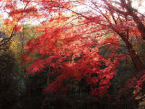 紅葉や四季の移ろいを楽しめる『小京都・伊賀』を訪れてみませんか？