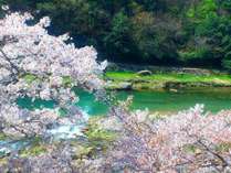 清流荘桜と三朝川のコラボ♪(2014.04.11)