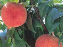 *甲州市は、桃やぶどうに代表される果物王国です！