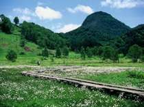 田の原湿原のワタスゲ