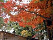 綺麗に色付いた八坂神社の紅葉