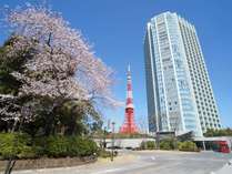 桜の季節には芝公園エリアに桜が満開になります。