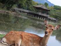 奈良・大和郡山の格安ホテル ホテルフジタ奈良