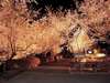 当館近くの城峯公園。秋に咲く可憐な冬桜を、１１月中はライトアップしてます。