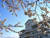 房総の自然に包まれたホテル里杏。敷地内に咲く桜もお楽しみください。