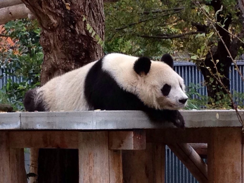 神戸市立王子動物園