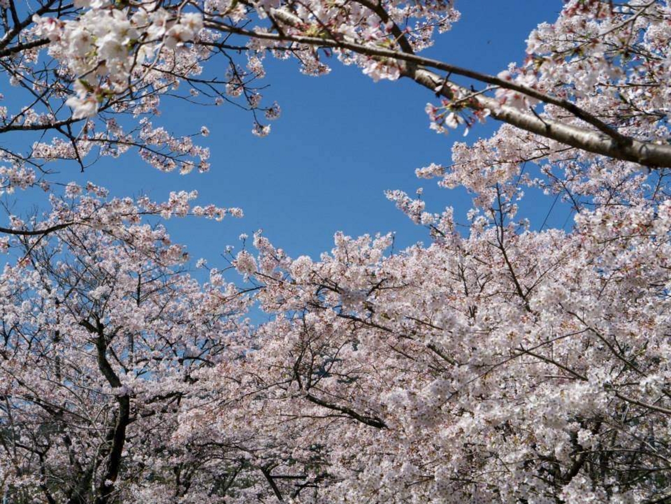 秋月城跡の桜