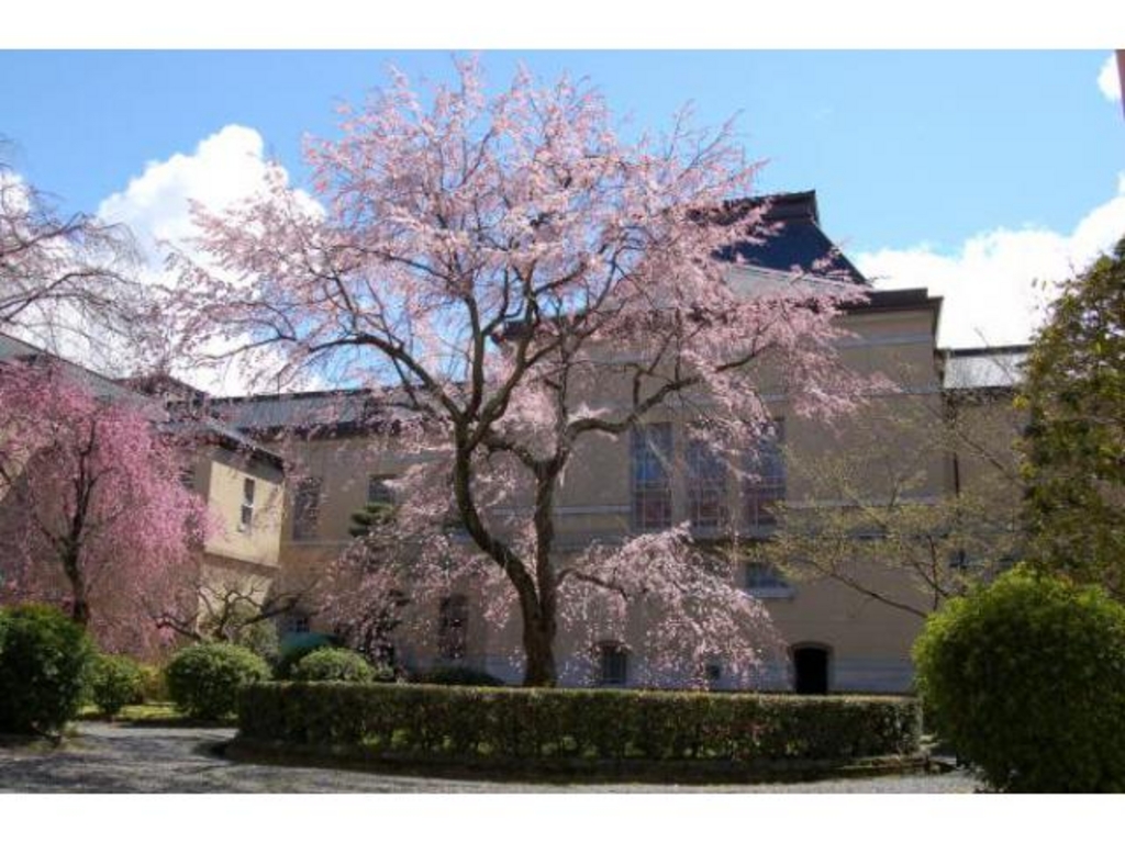 京都府庁旧本館 観桜祭