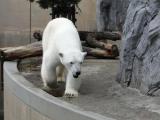 提供:旭川市旭山動物園