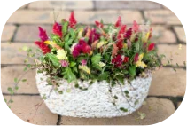 �����[�K�[�f�� Image