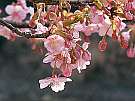 早咲きでピンクの花弁をつける河津桜