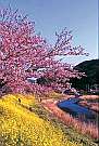 春の訪れ…青野川沿いにみなみの桜と菜の花（2/5～3/10までイベントあり　宿より車５分）
