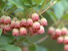 サラサドウダンツツジ・・・天然記念物やまねが蜜を吸いにあらわれるかも！？