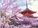桜　イメージ