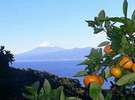当宿自慢のみかん畑から、、蜜柑と富士山です。有機肥料で栽培している無農薬みかんです。