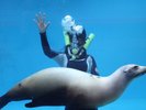イルカやアシカのショーが人気の下田海中水族館。