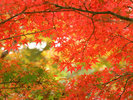 中伊豆の紅葉