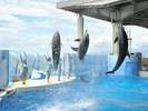 新江ノ島水族館の目玉、イルカのショー　”スプラッシュ!”
