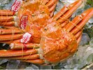 冬の味覚の王様「とっとり松葉がに」タグ付き