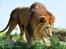 アドベンチャーワールド　ライオン