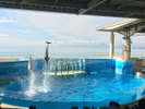 *【新江ノ島水族館】見ごたえたっぷりなイルカショーをお楽しみください♪