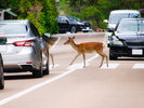 横断歩道を渡る鹿