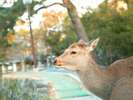 可愛い鹿に出会える奈良公園へは徒歩約5分☆